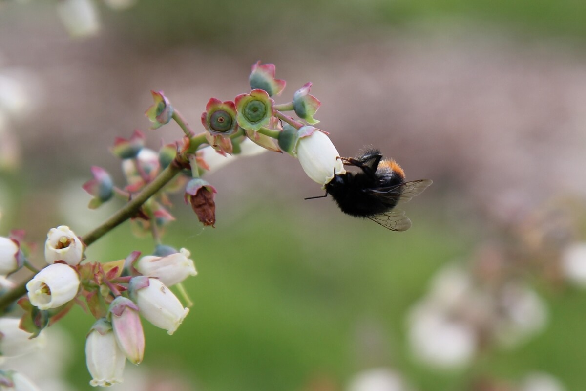 hommel1