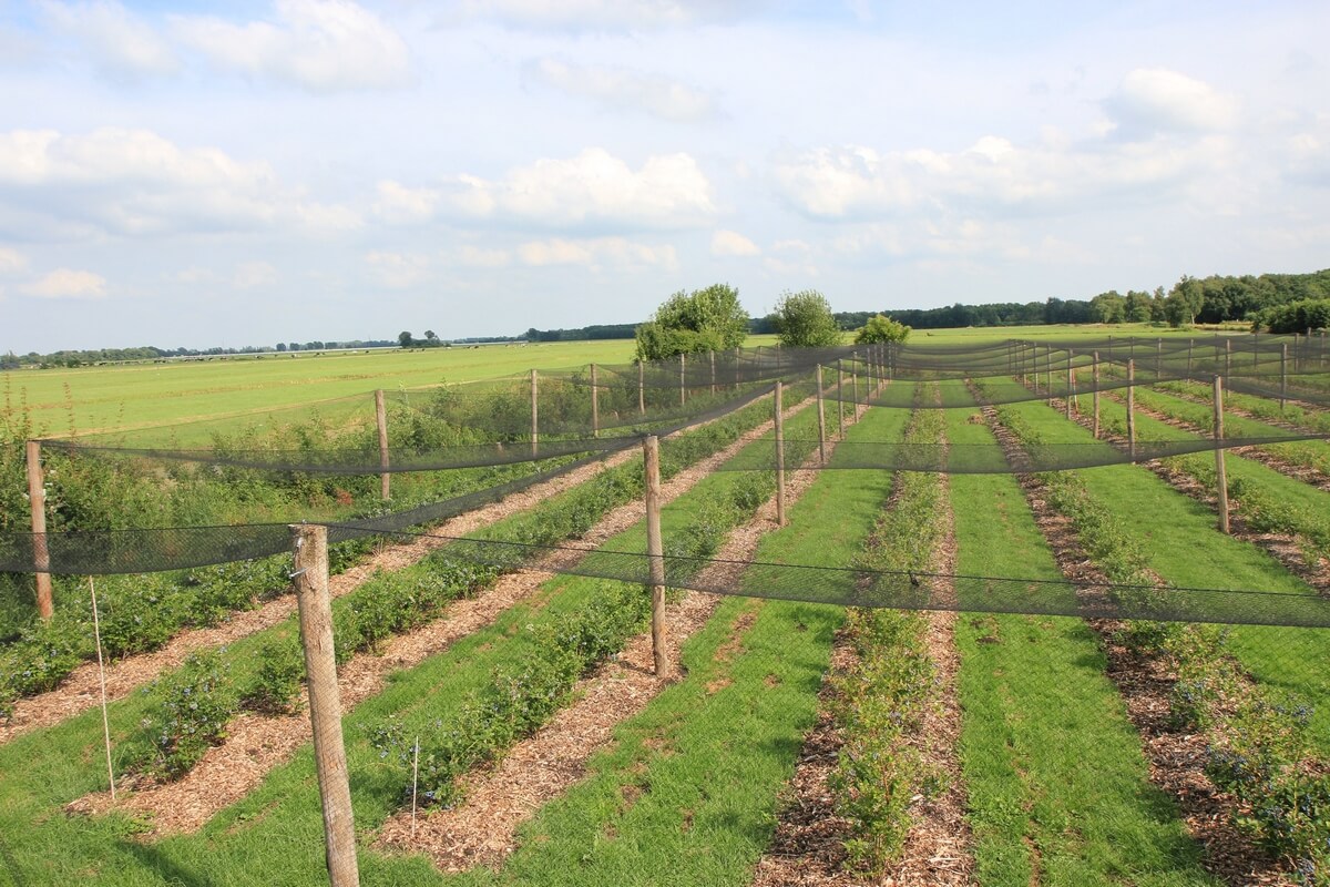 nettenblbesveld