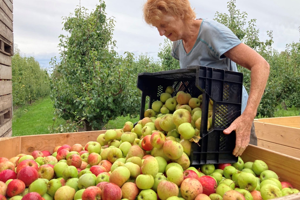 appel en perenpluk