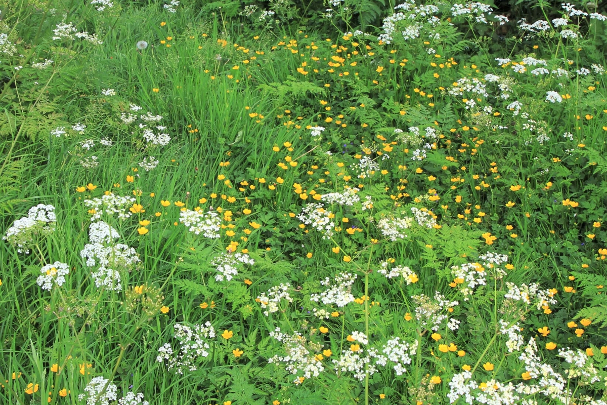 Dag van de Biodiversiteit