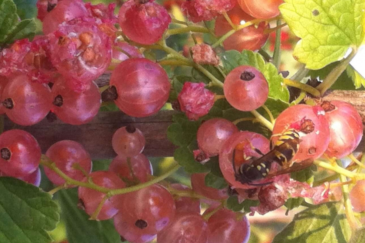 Wespen eten rosé aalbessen